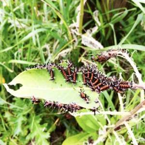 Milkweed plays host to  ravenous moth caterpillars